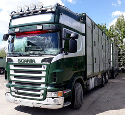 SCANIA R500 V8 for pigs - calves - sheeps. + العربات المقطورة شاحنة نقل المواشي